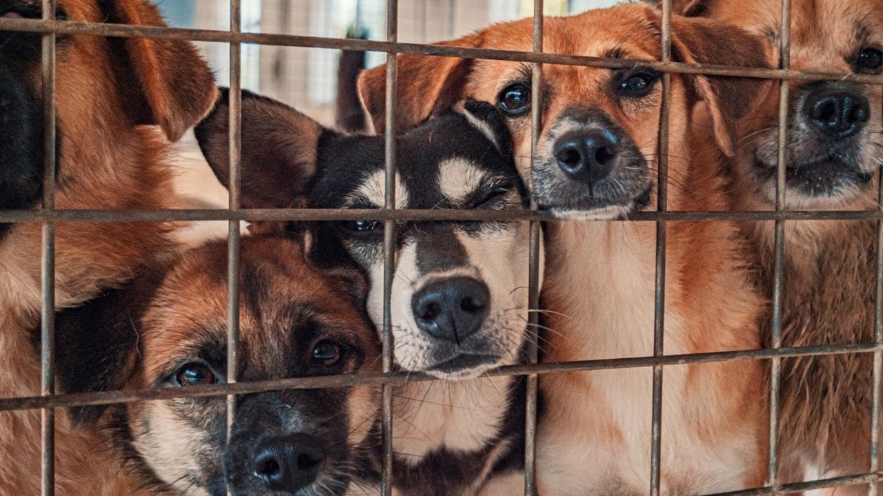 Choosing Coexistence Over Conflict