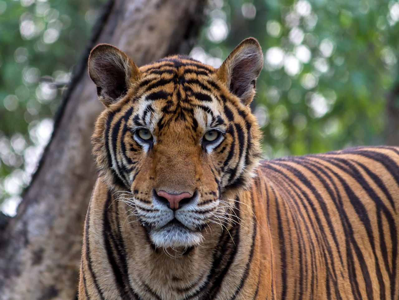 Photo: Tiger