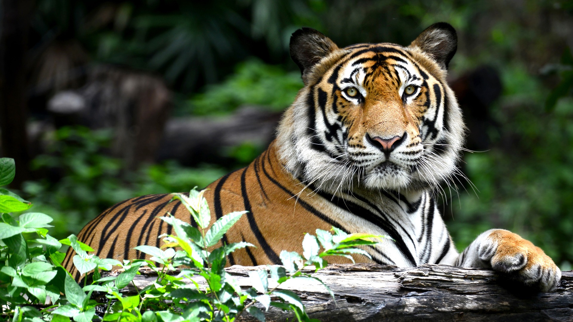 ranthambhore Tiger Reserve tiger death