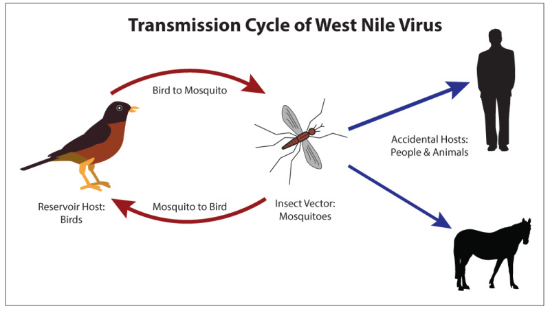 west nile fever