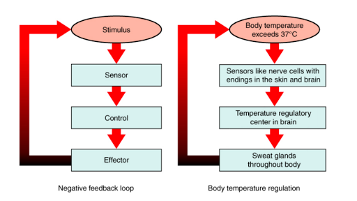 heat stroke