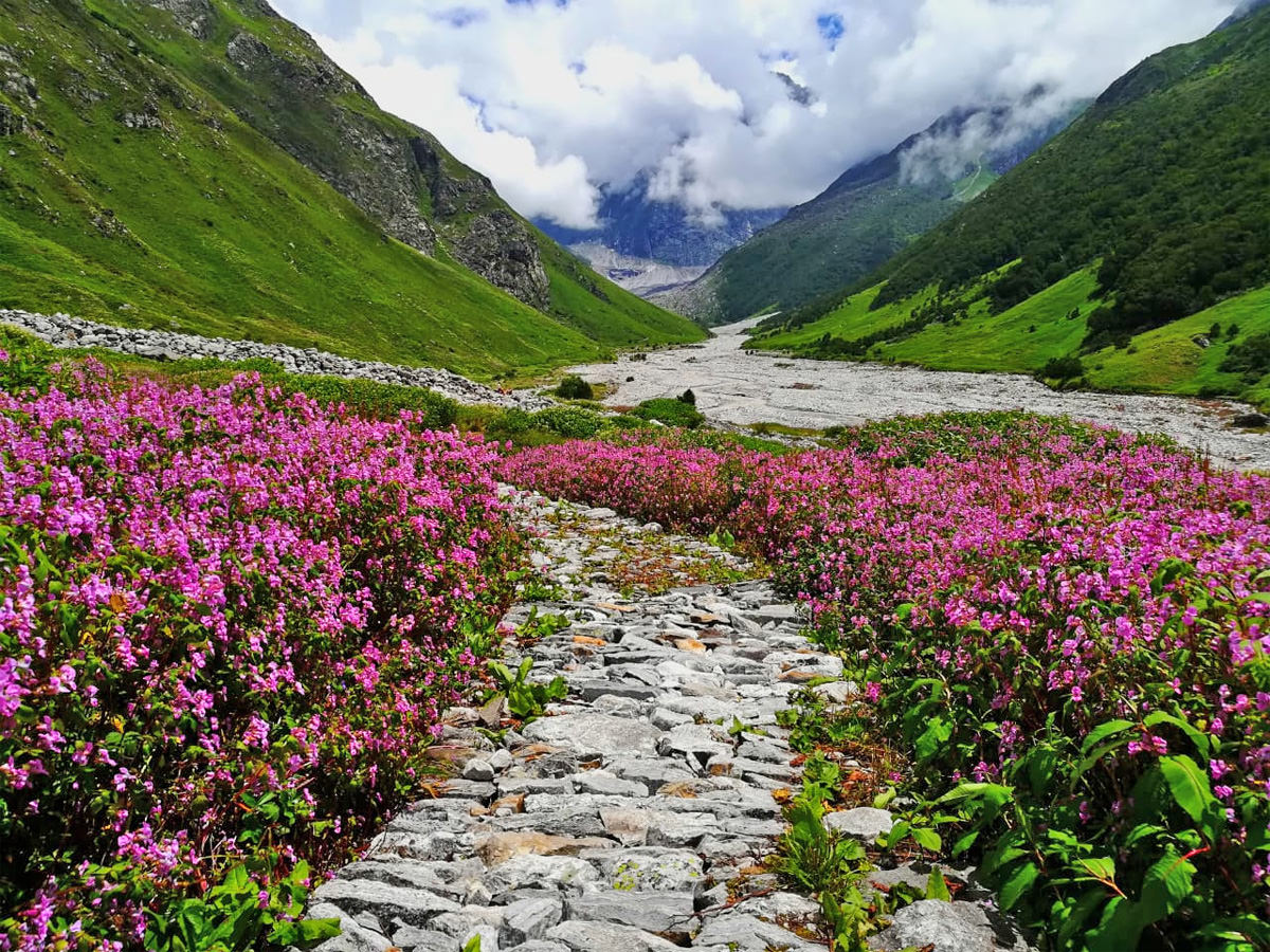 Valley of flowers