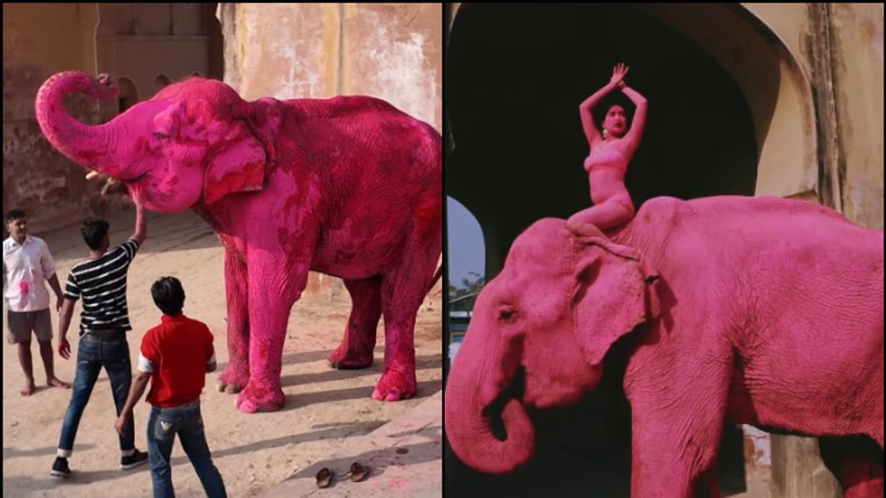 pink elephant