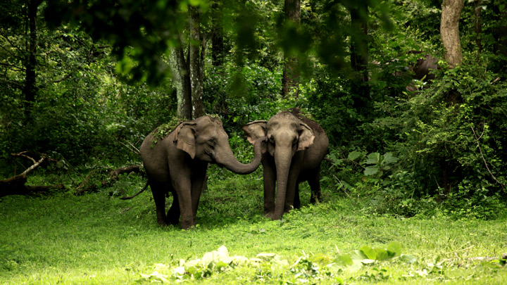 photo:nilgiri biosphere reserve