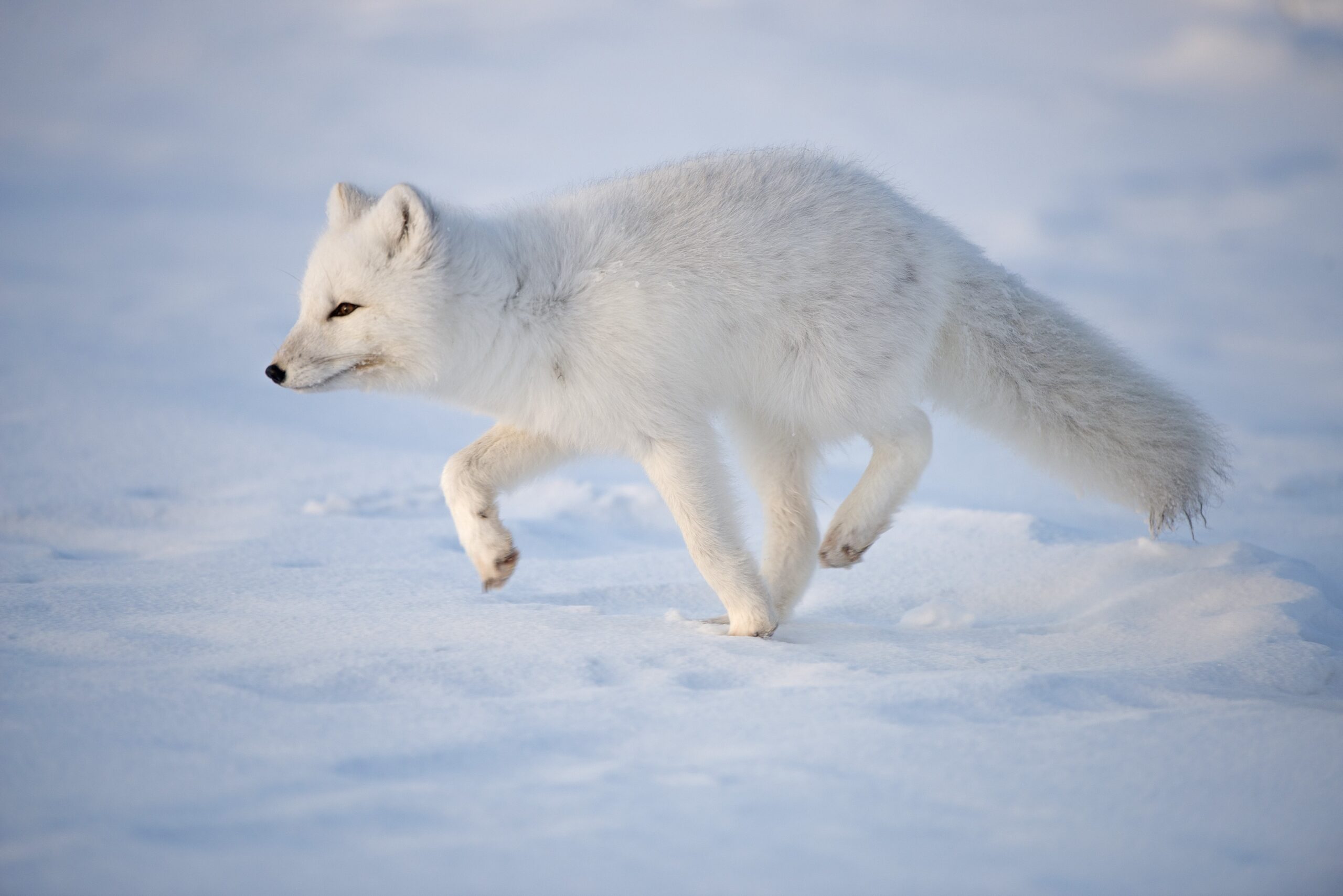 Siberia shivers as temperature plummets to -58°C